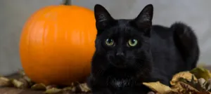 一只抱着南瓜的黑猫. 